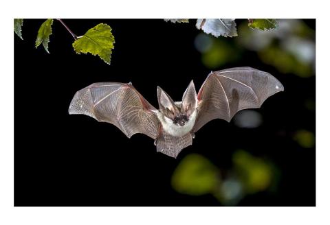 Backyard Explorers Nocturnal Animals